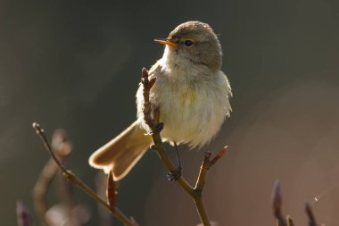bir ağacın dalındaki serçe