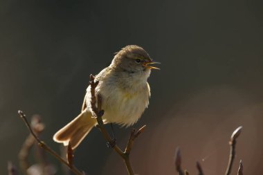 Bir ağacın dalındaki kuş.