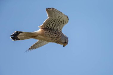 kuşun yakın görüntüsü