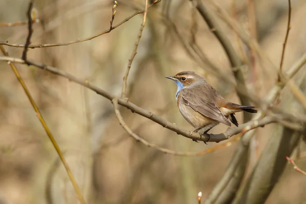 Hermoso Pájaro Una Rama — Foto de Stock