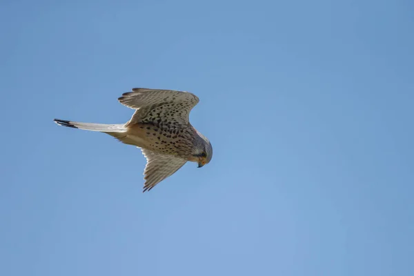 Close Zicht Van Vogel — Stockfoto