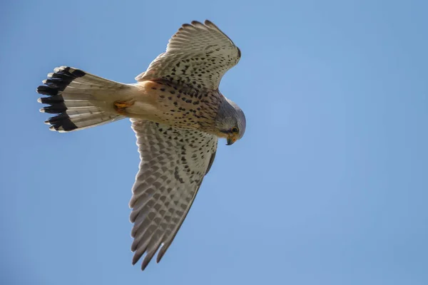 Close Zicht Van Vogel — Stockfoto