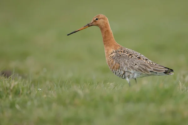 Velká Bílá Volavka Ardea Cinerea — Stock fotografie