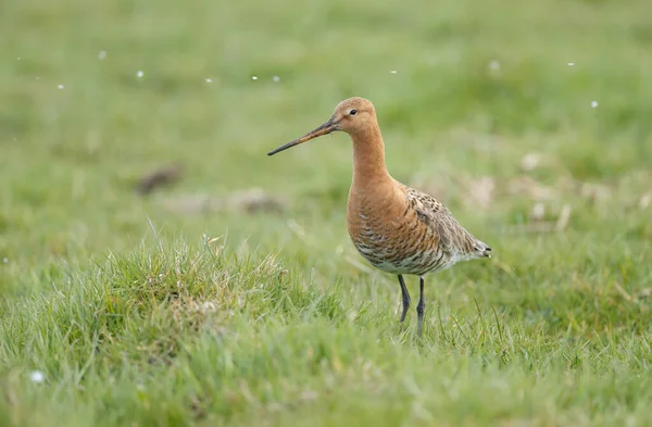 Gros Plan Bel Oiseau Dans Herbe — Photo