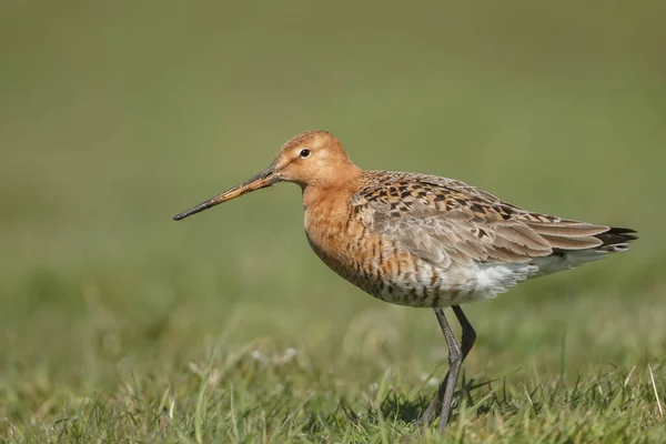 Martín Pescador Común Alcedo Atthis — Foto de Stock