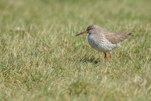 Een Vogel Een Weide — Stockfoto