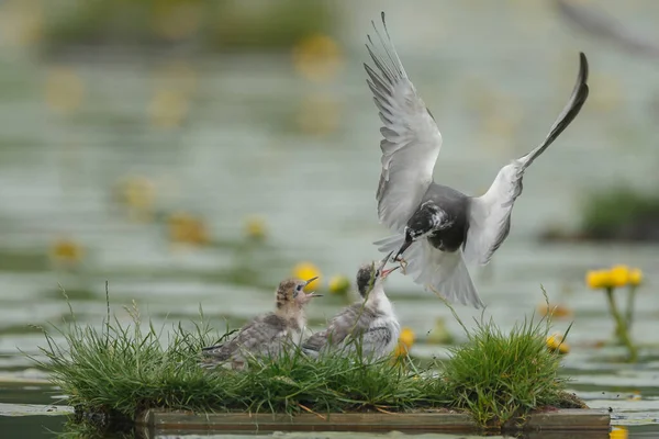 Svart Tern Naturen Matning Nestlings — Stockfoto