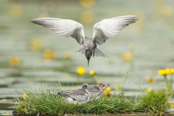 Svart Tern Naturen Matning Nestlings — Stockfoto