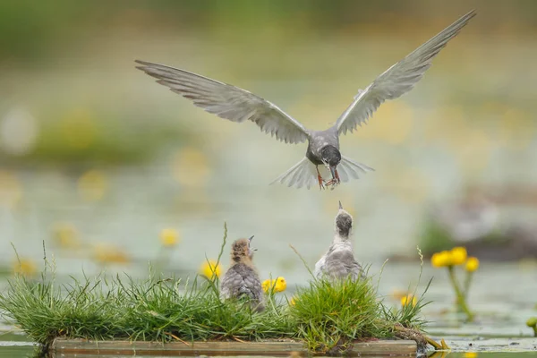 Black Tern Nature Ταΐζοντας Φωλιές — Φωτογραφία Αρχείου