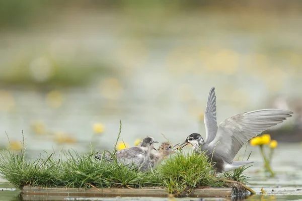 Svart Tern Naturen Matning Nestlings — Stockfoto