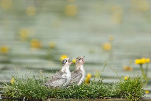 Black Tern Nature Feeding Nestlings — Stock Photo, Image