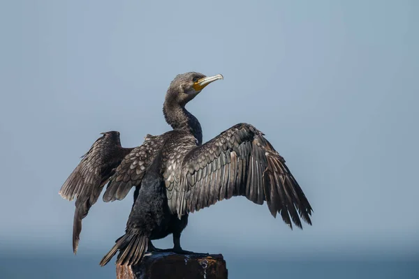 Kormoran Doppelhaubenvogel Der Natur — Stockfoto