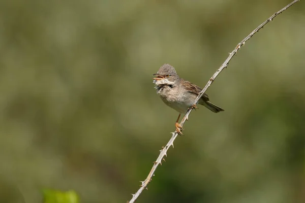 Uccello Ramo Vicino — Foto Stock