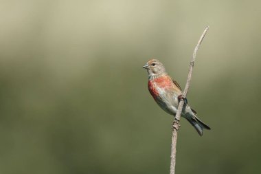 Bir dalda sıradan bir keten kuşu