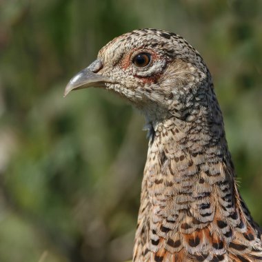 Yaygın sülün kuşuna yaklaş