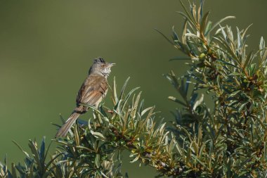 Ağacın dalında bir kuş