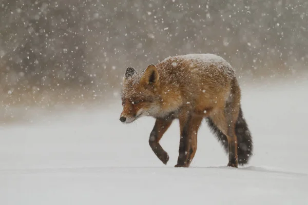 Červená Liška Zimním Období — Stock fotografie