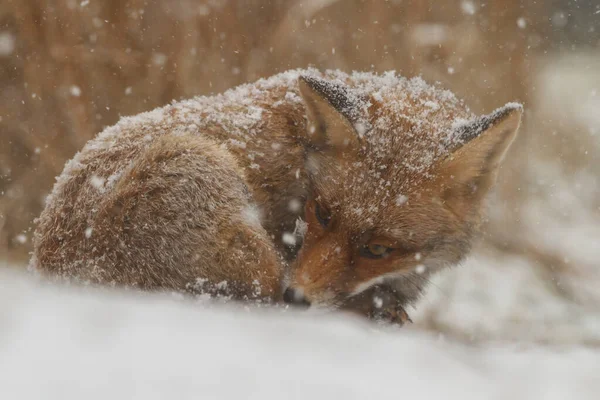 Raposa Vermelha Temporada Inverno — Fotografia de Stock