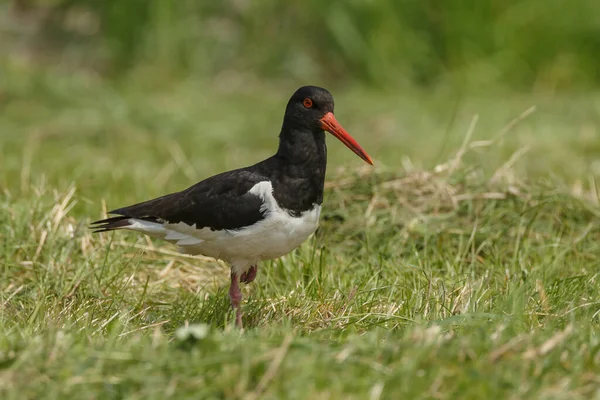 Primer Plano Una Gaviota Cabeza Negra Prado —  Fotos de Stock