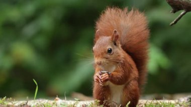 Yeşil ormanda kırmızı sincap..
