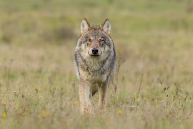 Hollanda doğasındaki doğal ortamında gri kurt..