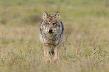 Hollanda doğasındaki doğal ortamında gri kurt..