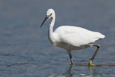 Küçük balıkçıl (