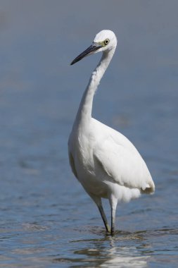 Küçük balıkçıl (