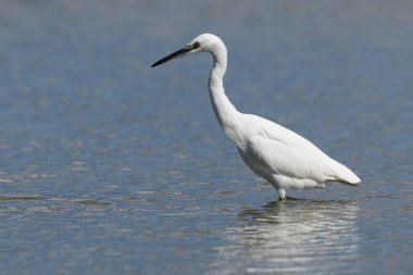 Küçük balıkçıl (