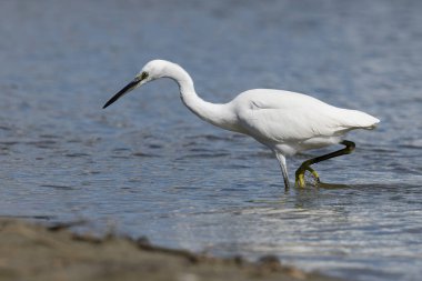 Küçük balıkçıl (