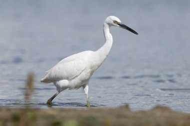 Küçük balıkçıl (