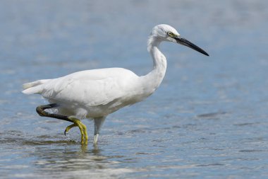 Küçük balıkçıl (