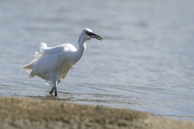 Küçük balıkçıl (
