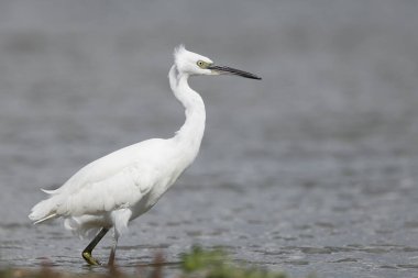 Küçük balıkçıl (