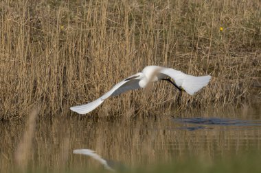 Küçük balıkçıl (