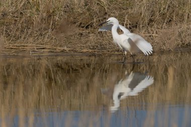 Küçük balıkçıl (