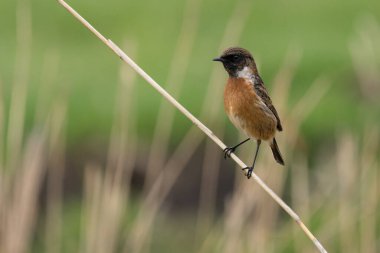 Avrupa Taşkakanı (