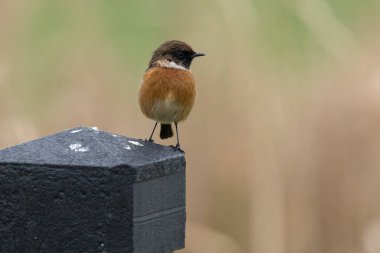 Avrupa Taşkakanı (
