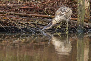 Botaurus stellaris, balıkçılgiller (Ardeidae) familyasından Botaurinae familyasından bir kuş türü..