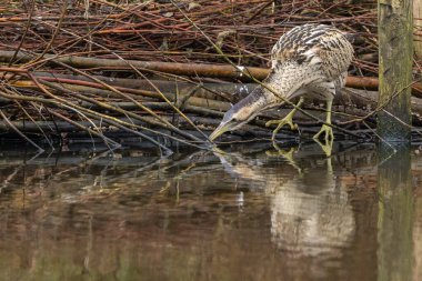 Botaurus stellaris, balıkçılgiller (Ardeidae) familyasından Botaurinae familyasından bir kuş türü..