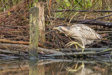 Botaurus stellaris, balıkçılgiller (Ardeidae) familyasından Botaurinae familyasından bir kuş türü..