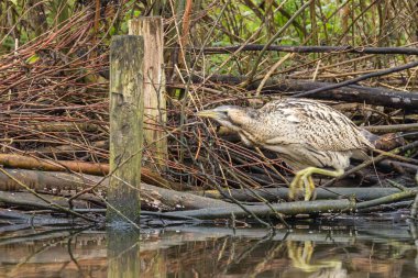 Botaurus stellaris, balıkçılgiller (Ardeidae) familyasından Botaurinae familyasından bir kuş türü..