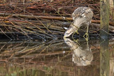 Botaurus stellaris, balıkçılgiller (Ardeidae) familyasından Botaurinae familyasından bir kuş türü..