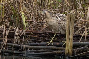 Botaurus stellaris, balıkçılgiller (Ardeidae) familyasından Botaurinae familyasından bir kuş türü..