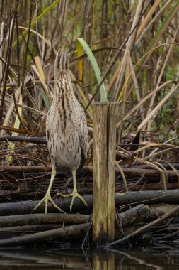 Botaurus stellaris, balıkçılgiller (Ardeidae) familyasından Botaurinae familyasından bir kuş türü..
