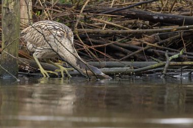 Botaurus stellaris, balıkçılgiller (Ardeidae) familyasından Botaurinae familyasından bir kuş türü..
