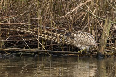 Botaurus stellaris, balıkçılgiller (Ardeidae) familyasından Botaurinae familyasından bir kuş türü..