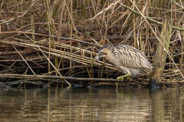 Botaurus stellaris, balıkçılgiller (Ardeidae) familyasından Botaurinae familyasından bir kuş türü..