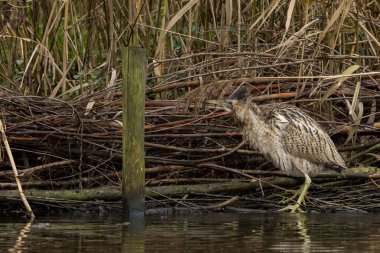 Botaurus stellaris, balıkçılgiller (Ardeidae) familyasından Botaurinae familyasından bir kuş türü..