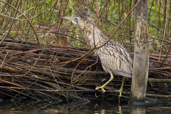 Botaurus stellaris, balıkçılgiller (Ardeidae) familyasından Botaurinae familyasından bir kuş türü..